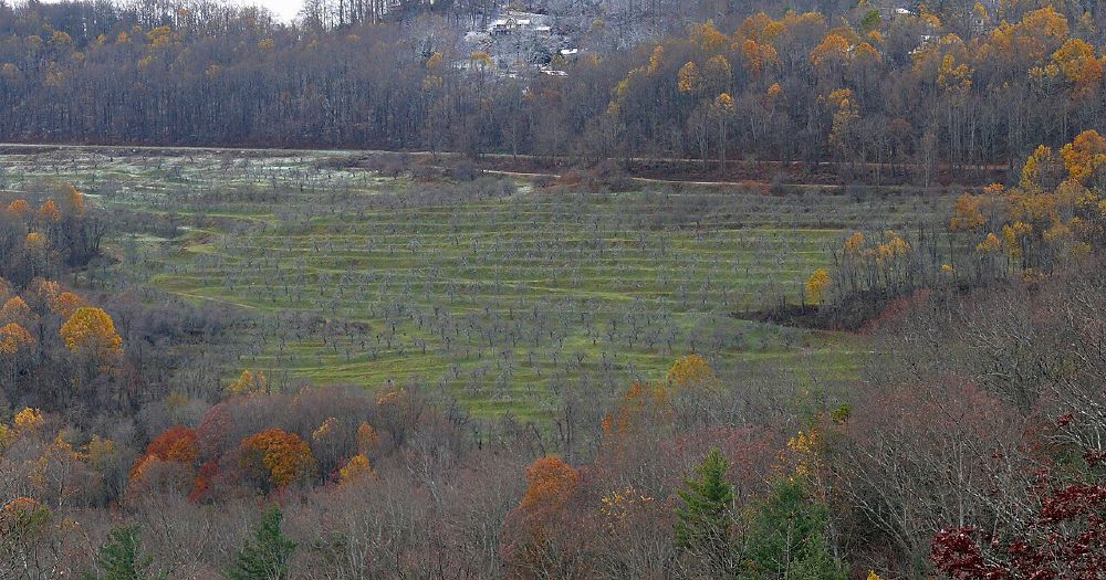 Key points: Apel Malang: What You Need to Know Before You Start Growing or Buying