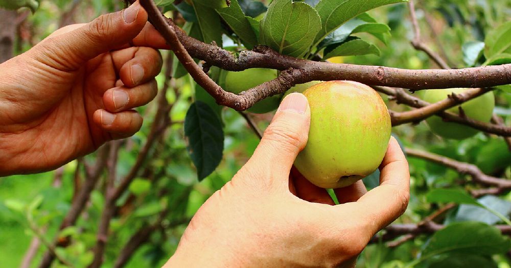Apel Malang: What You Need to Know Before You Start Growing or Buying